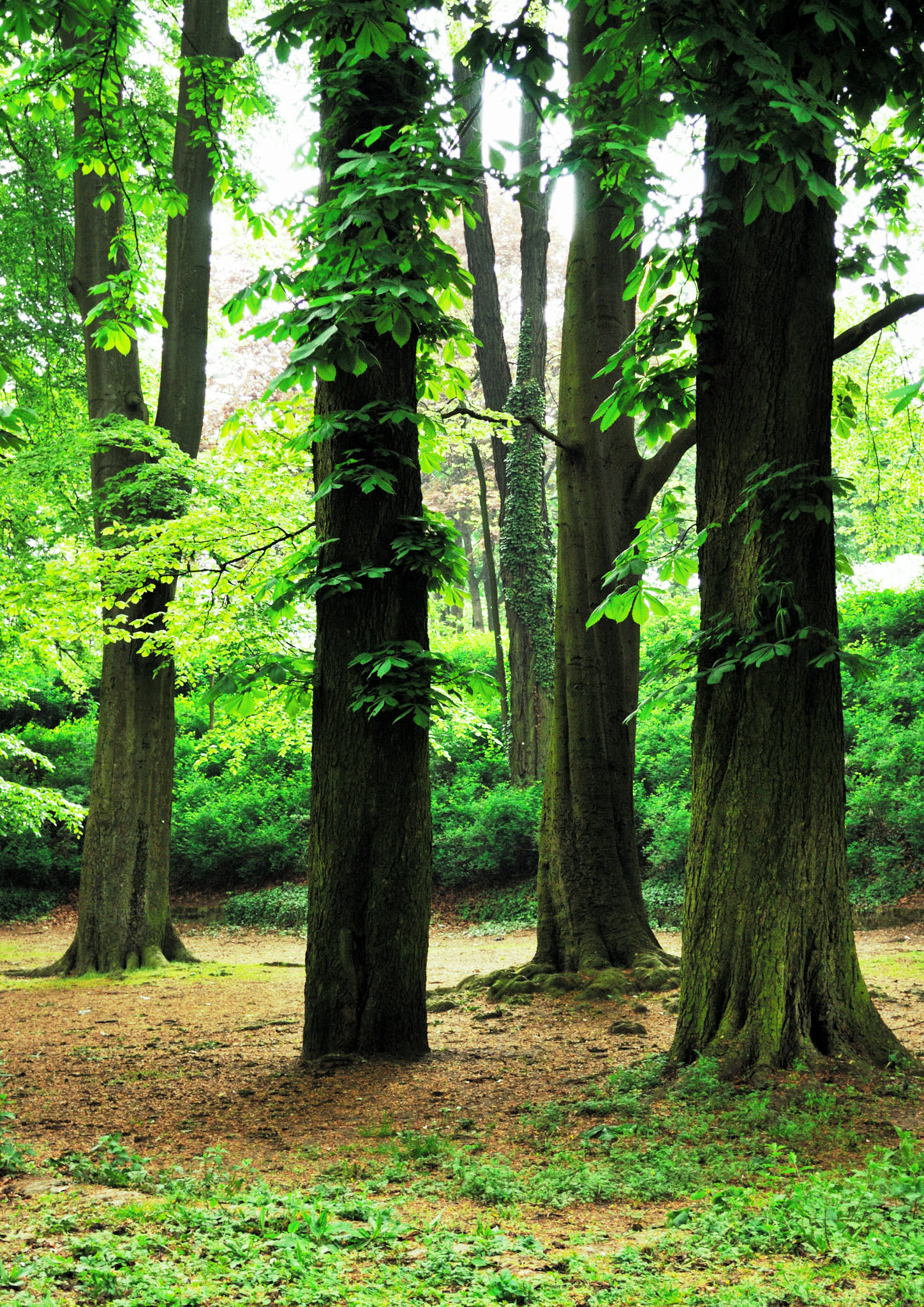 Forêt wallonne — Technique et Gestion Forestière