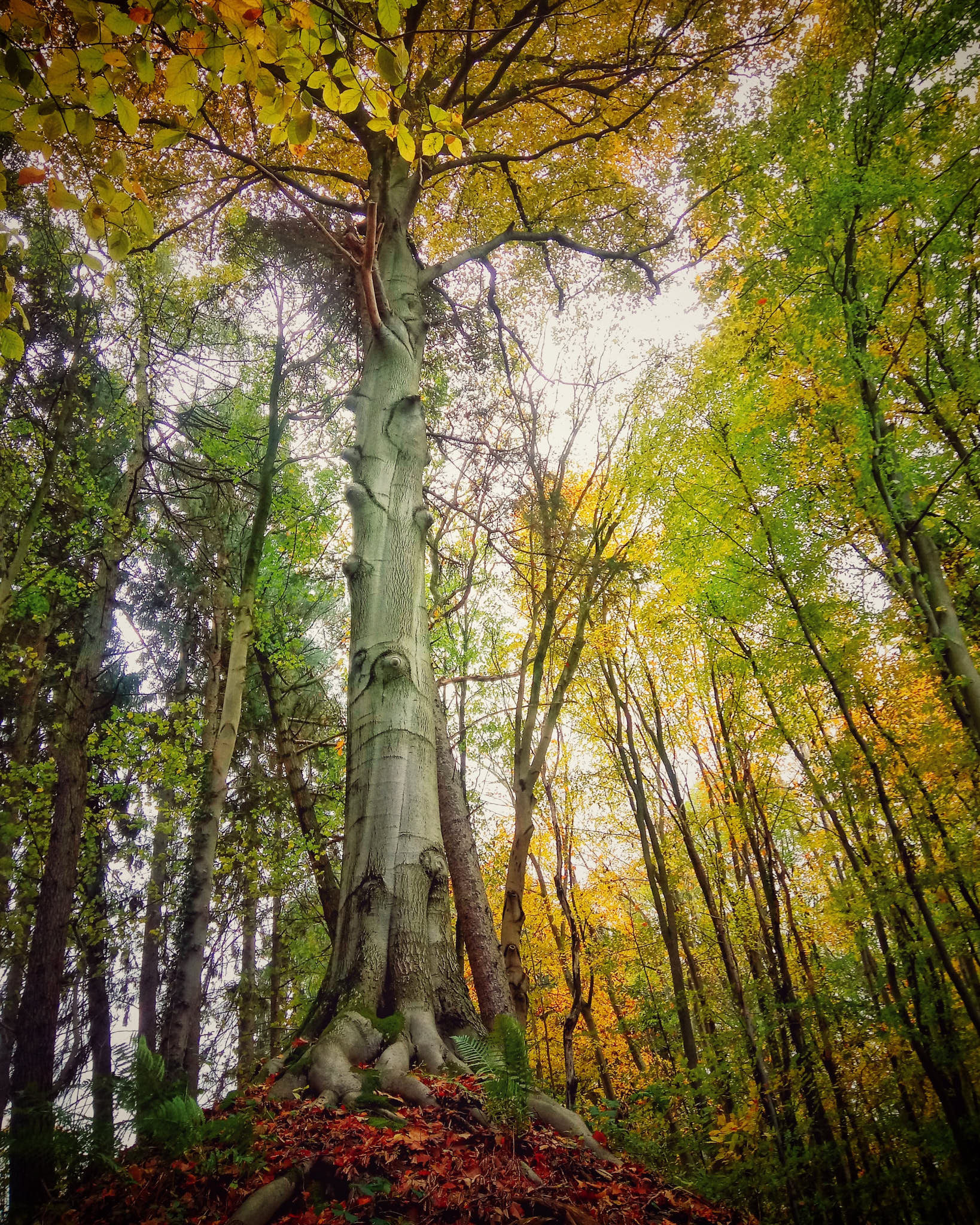 Arbre objectif et martelage en sylviculture Pro Silva