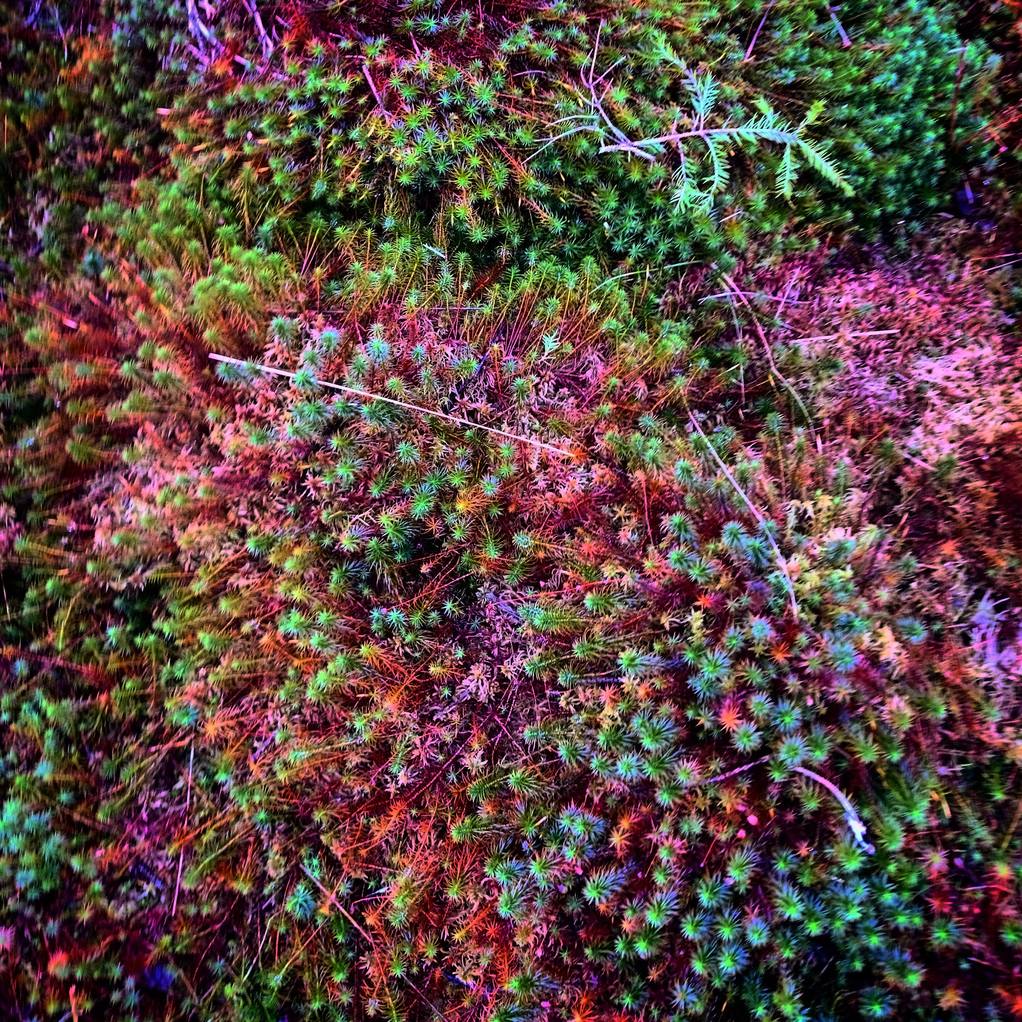 Biodiversité et sol forestier préservés — gestion durable